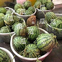 娱乐随拍吃瓜,随拍吃瓜，揭秘明星生活点滴