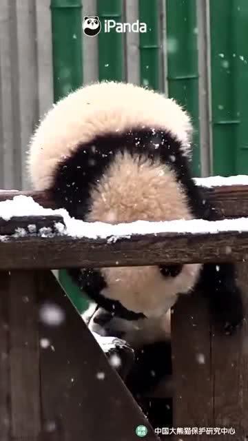 娱乐吃瓜熊,揭秘娱乐圈那些不为人知的幕后故事  第2张